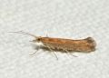Plutella xylostella